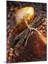 Still Life with Cocoa and Vanilla Pods-Marc O^ Finley-Mounted Photographic Print