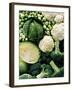 Still Life with Different Types of Cabbages-Peter Howard Smith-Framed Photographic Print