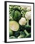 Still Life with Different Types of Cabbages-Peter Howard Smith-Framed Photographic Print