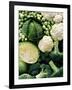 Still Life with Different Types of Cabbages-Peter Howard Smith-Framed Photographic Print