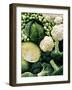 Still Life with Different Types of Cabbages-Peter Howard Smith-Framed Photographic Print