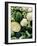 Still Life with Different Types of Cabbages-Peter Howard Smith-Framed Photographic Print