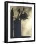 Still Life with Feather and Sunflower-Gaetan Caron-Framed Giclee Print