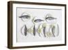 Still Life With Fish-Dimitar Lazarov-Framed Giclee Print