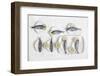 Still Life With Fish-Dimitar Lazarov --Framed Photographic Print