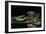 Still Life with Fish-Alexander van Adriaenssen-Framed Giclee Print