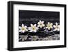 Still Life with Four Gardenia with Therapy Stones-crystalfoto-Framed Photographic Print