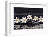 Still Life with Four Gardenia with Therapy Stones-crystalfoto-Framed Photographic Print