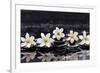 Still Life with Four Gardenia with Therapy Stones-crystalfoto-Framed Photographic Print