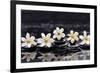 Still Life with Four Gardenia with Therapy Stones-crystalfoto-Framed Photographic Print