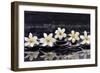 Still Life with Four Gardenia with Therapy Stones-crystalfoto-Framed Photographic Print