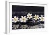 Still Life with Four Gardenia with Therapy Stones-crystalfoto-Framed Photographic Print