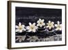 Still Life with Four Gardenia with Therapy Stones-crystalfoto-Framed Photographic Print