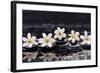 Still Life with Four Gardenia with Therapy Stones-crystalfoto-Framed Photographic Print