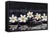 Still Life with Four Gardenia with Therapy Stones-crystalfoto-Framed Stretched Canvas