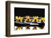 Still Life with Four Orchid with Stones on Water Drops-crystalfoto-Framed Photographic Print