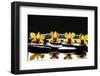 Still Life with Four Orchid with Stones on Water Drops-crystalfoto-Framed Photographic Print