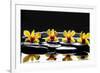 Still Life with Four Orchid with Stones on Water Drops-crystalfoto-Framed Photographic Print