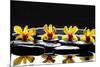 Still Life with Four Orchid with Stones on Water Drops-crystalfoto-Mounted Photographic Print