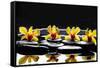 Still Life with Four Orchid with Stones on Water Drops-crystalfoto-Framed Stretched Canvas