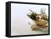 Still Life with Garlic and Various Fresh Herbs-Klaus Arras-Framed Stretched Canvas