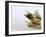 Still Life with Garlic and Various Fresh Herbs-Klaus Arras-Framed Premium Photographic Print