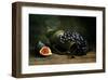 Still Life with Grapes-null-Framed Art Print