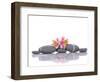 Still Life with Gray Stones and Orchid --Apollofoto-Framed Photographic Print