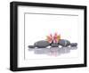 Still Life with Gray Stones and Orchid --Apollofoto-Framed Photographic Print