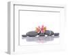 Still Life with Gray Stones and Orchid --Apollofoto-Framed Photographic Print