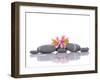 Still Life with Gray Stones and Orchid --Apollofoto-Framed Photographic Print