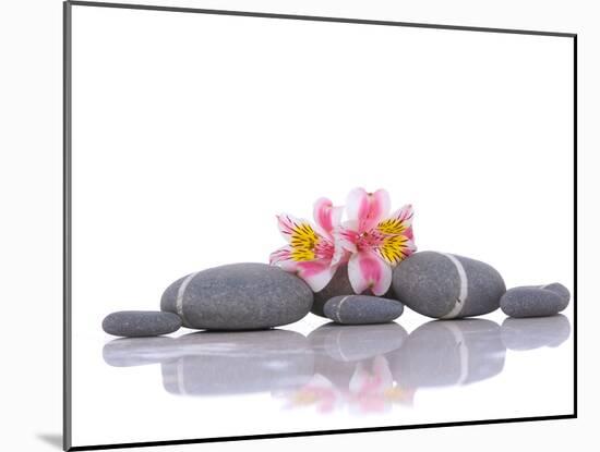 Still Life with Gray Stones and Orchid --Apollofoto-Mounted Photographic Print