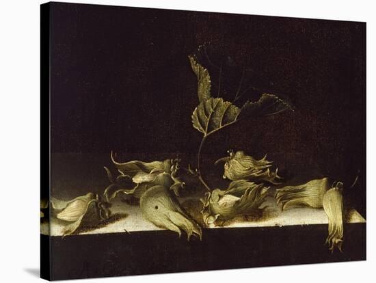 Still Life with Hazel-Nuts, 1696-Adrian Coorte-Stretched Canvas