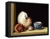 Still Life with Nautilus, 1998-Jenny Barron-Framed Stretched Canvas