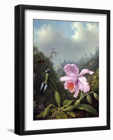 Still Life with Orchid and Pair of Hummingbirds, C.1890S-Martin Johnson Heade-Framed Giclee Print