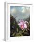 Still Life with Orchid and Pair of Hummingbirds, C.1890S-Martin Johnson Heade-Framed Premium Giclee Print
