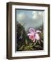 Still Life with Orchid and Pair of Hummingbirds, C.1890S-Martin Johnson Heade-Framed Giclee Print