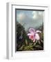 Still Life with Orchid and Pair of Hummingbirds, C.1890S-Martin Johnson Heade-Framed Giclee Print