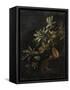 Still Life with Passionflowers-Elias Van Den Broeck-Framed Stretched Canvas