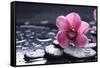 Still Life with Pebble and Macro of Orchid with Water Drops-crystalfoto-Framed Stretched Canvas