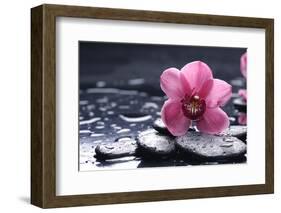 Still Life with Pebble and Macro of Orchid with Water Drops-crystalfoto-Framed Photographic Print