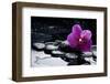 Still Life with Pebble and Orchid with Water Drops-crystalfoto-Framed Photographic Print