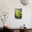Still Life with Pebble and Orchid-crystalfoto-Stretched Canvas displayed on a wall