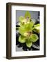Still Life with Pebble and Orchid-crystalfoto-Framed Photographic Print