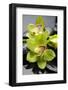 Still Life with Pebble and Orchid-crystalfoto-Framed Photographic Print