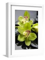 Still Life with Pebble and Orchid-crystalfoto-Framed Photographic Print