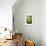 Still Life with Pebble and Orchid-crystalfoto-Framed Photographic Print displayed on a wall