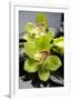 Still Life with Pebble and Orchid-crystalfoto-Framed Photographic Print