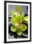 Still Life with Pebble and Orchid-crystalfoto-Framed Photographic Print