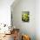 Still Life with Pebble and Orchid-crystalfoto-Photographic Print displayed on a wall